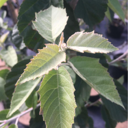 Fujiyama-æble Malus Tschonoskii 200-250