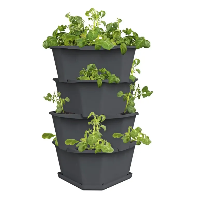 Gusta Garden Paul Potato   Lag Anthrasite