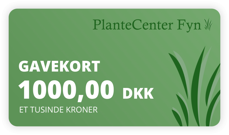 Gavekort    1000 -