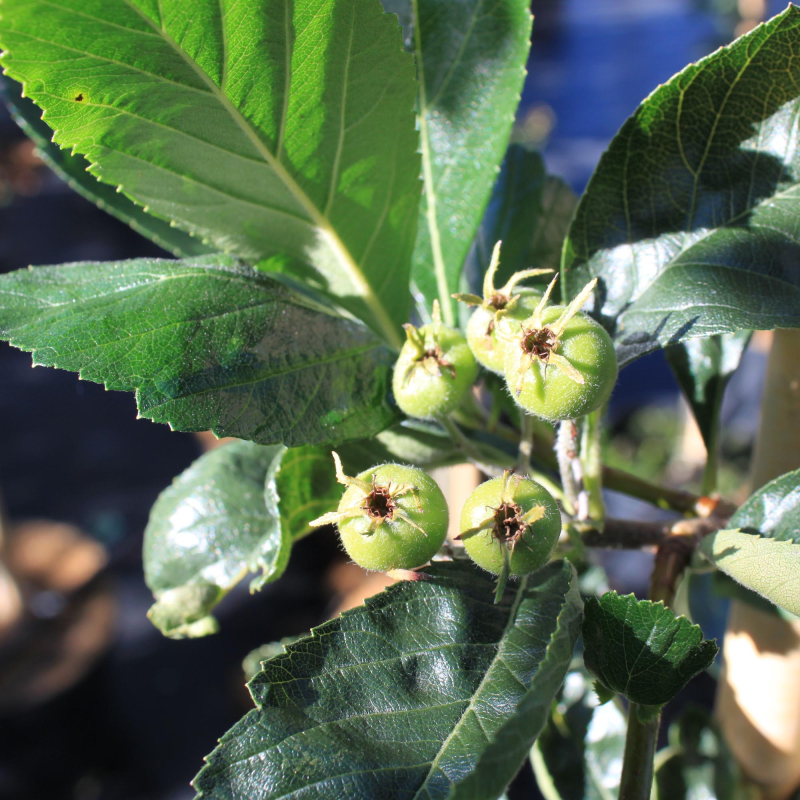 Glansbladet Tjørn Crataegus Lavellei  Carrierei  175-200