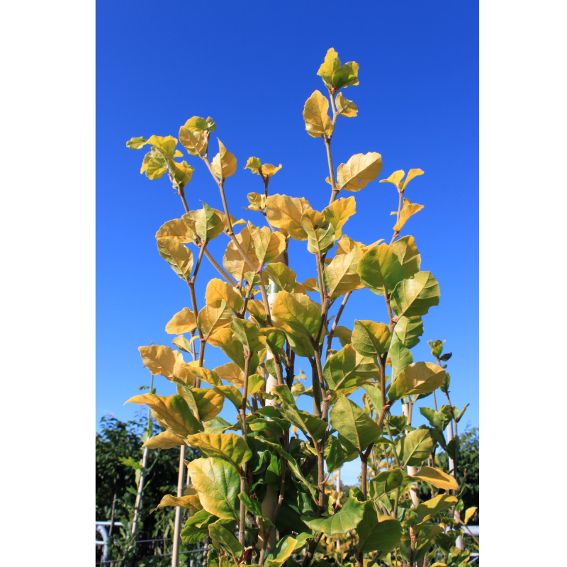 Gulbladet Søjlebøg Fagus Sylvatica  Dawyck Gold  175-200