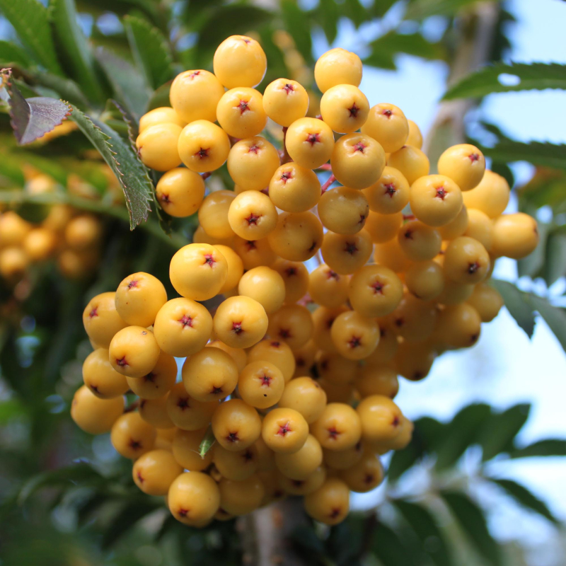 Gulfrugtet Røn Sorbus  Joseph Rock  175-200