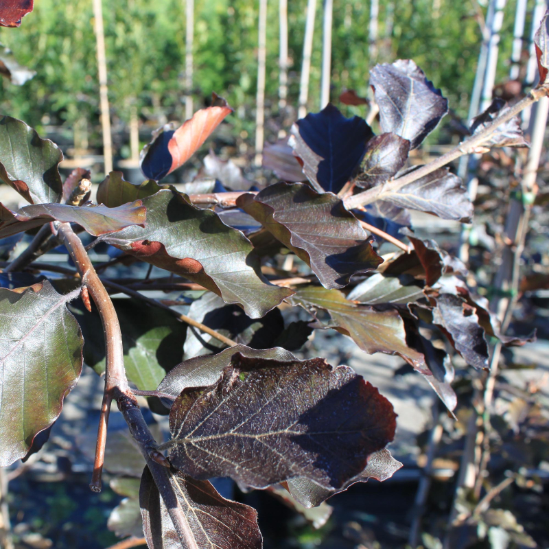 Hænge Blodbøg Fagus Sylv   Purpurea Pendula  100-125