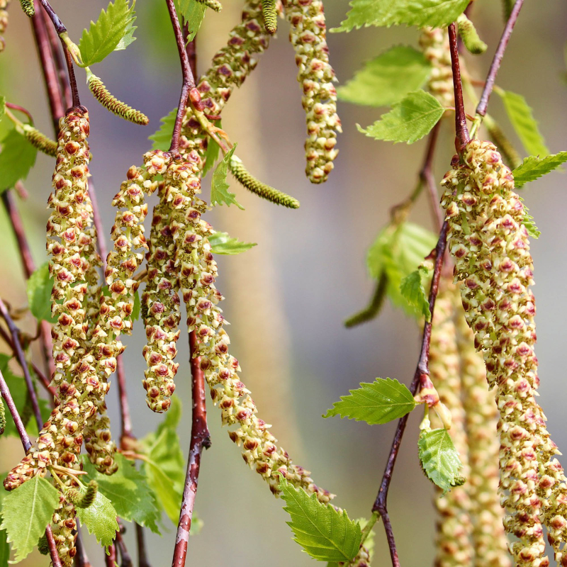 Hængebirk Betula Pendula  Tristis  200-250