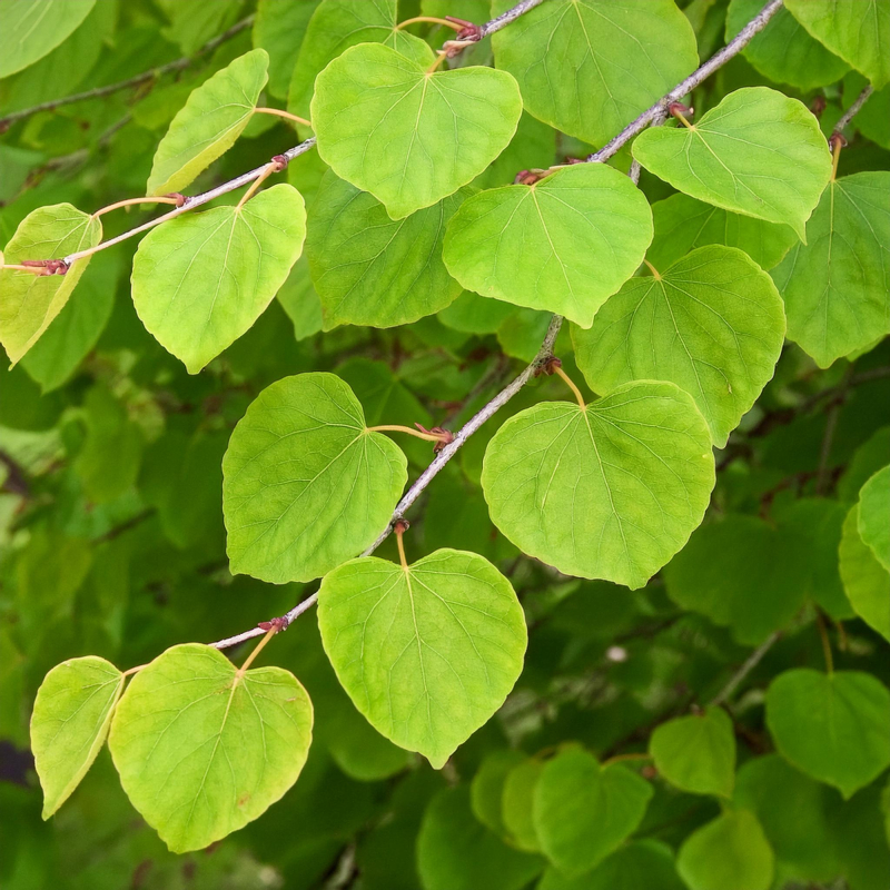 Hængende Hjertetræ Cercidiphyllum Japonicum  Pendula  180       Stamme
