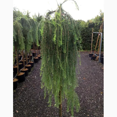 Japansk Hængelærk Larix Kaempferi Stiff Weeping 180 Stamme