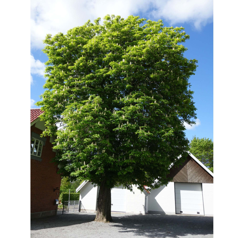 Hestekastanie Aesculus Hippocastaenum 150-175
