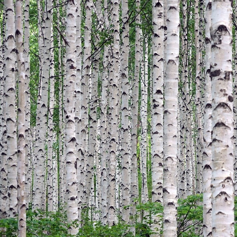Himalayabirk Betula Utilis 200-250    10    Potte