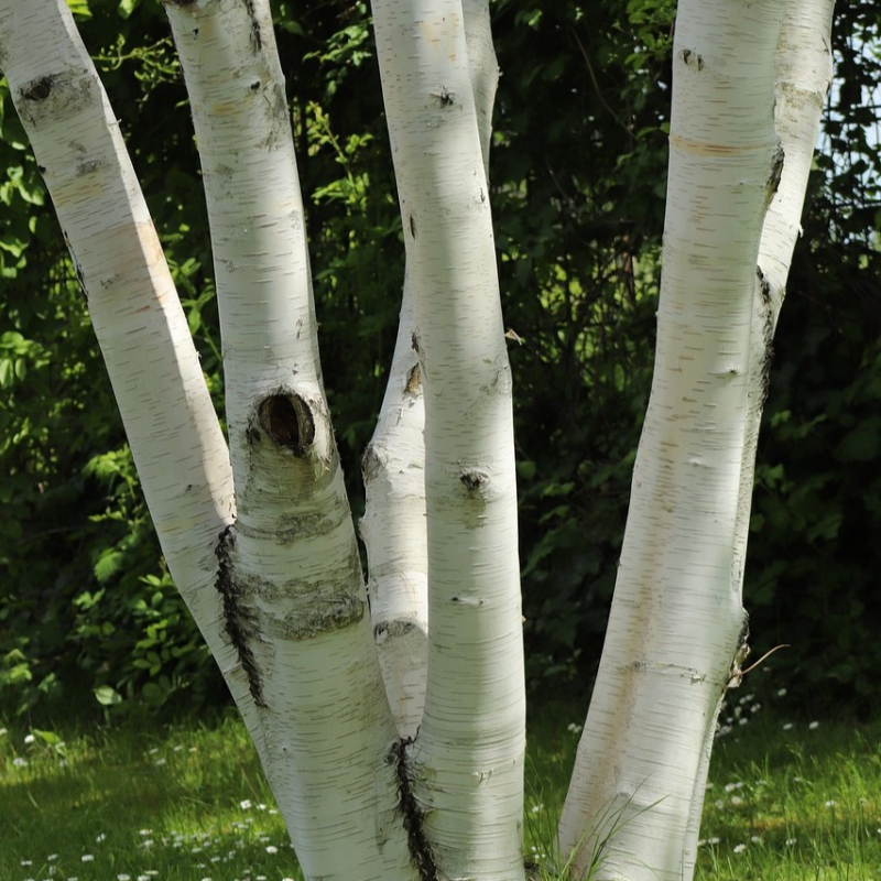 Himalayabirk Betula Utilis 125-150    12    Potte  Flerstammet