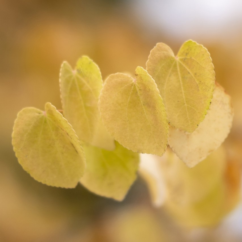 Hjertetræ Cercidiphyllum Japonicum Enstammet 200-250