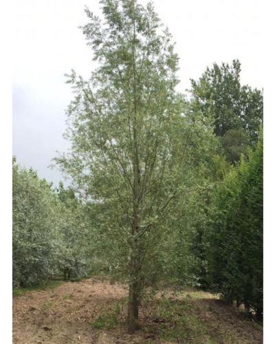 Hvidpil Salix Alba  Saba  175-200   10    Potte
