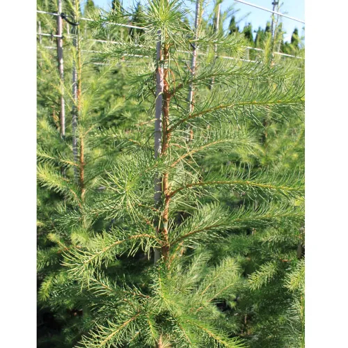 Hybridlærk Larix Eurolepis 150-175