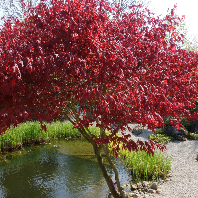 Japansk Ahorn Acer Palmatum  Firecracker  60-80