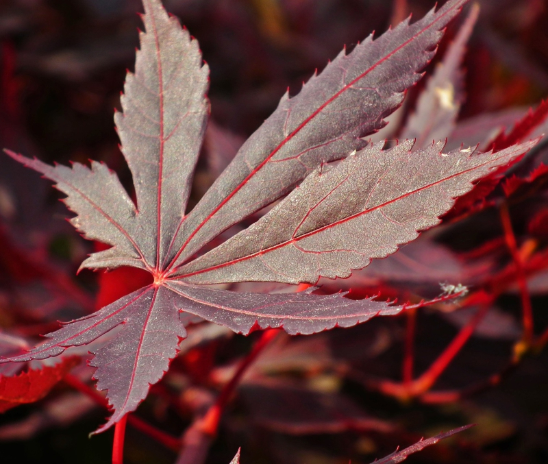 Japansk Ahorn Acer Palmatum  Fujinami  60-80