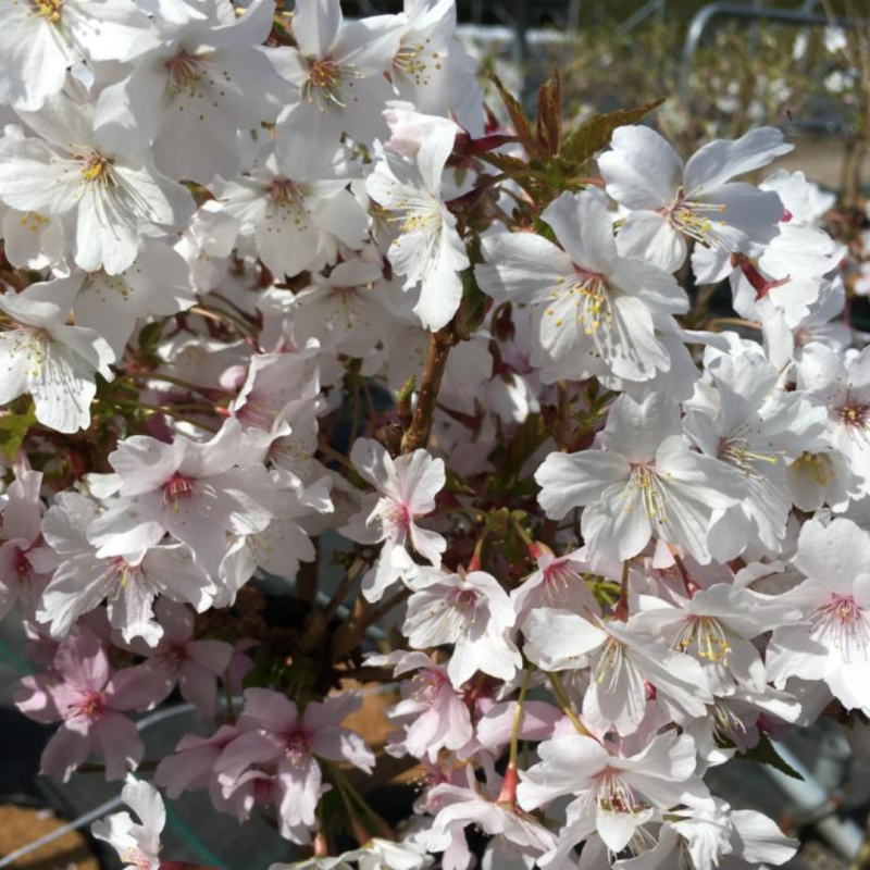 Japansk Bjergkirsebær Prunus Nipponica  Brillant  50   Stamme