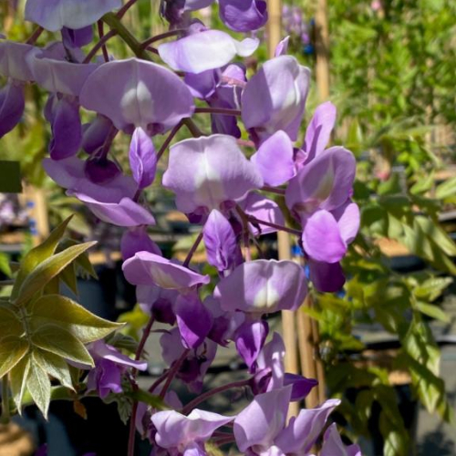 Japansk Blåregn Wisteria Brachybotrys Okayama 175-200