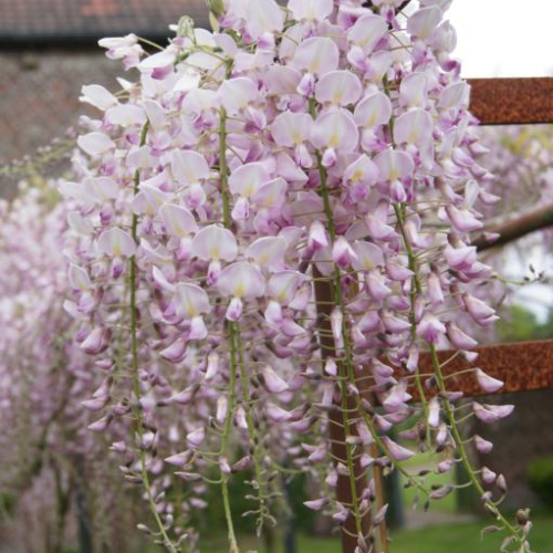 Japansk Blåregn Wisteria Floribunda Honbeni 175-200