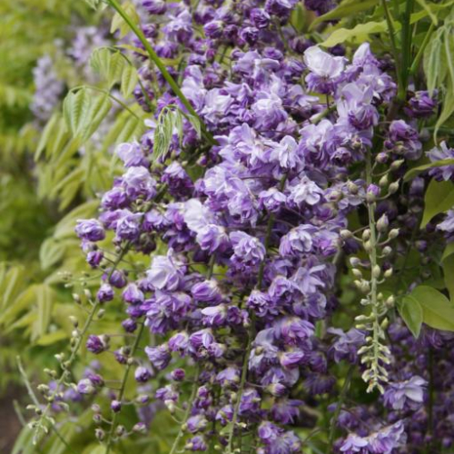 Japansk Blåregn Wisteria Floribunda Violacea Plena 175-200
