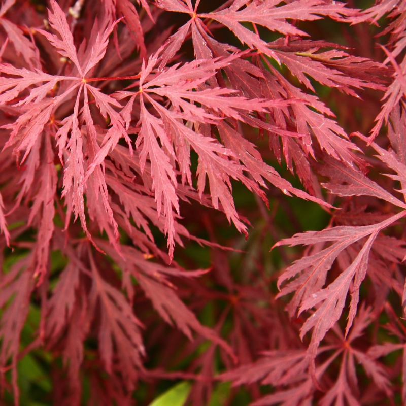 Japansk Dværgahorn Acer Palmatum Garnet 60-80