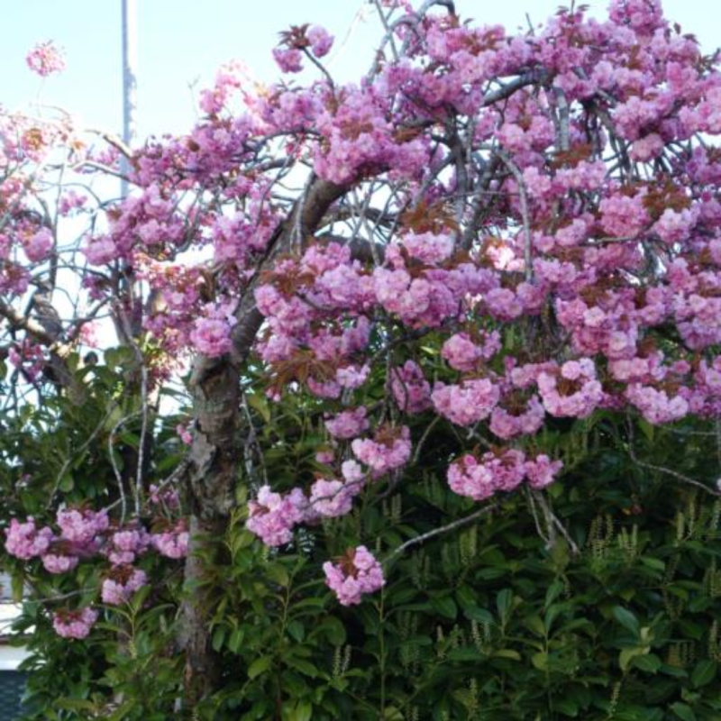 Japansk Hængekirsebær Prunus Serr Kiku-shidare-sakura 120 Stamme