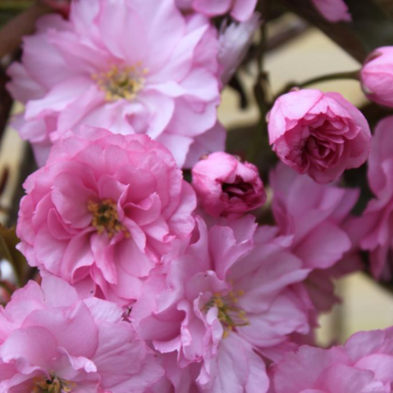 Japansk Kirsebær Prunus Serrulata Kanzan 120 Stamme