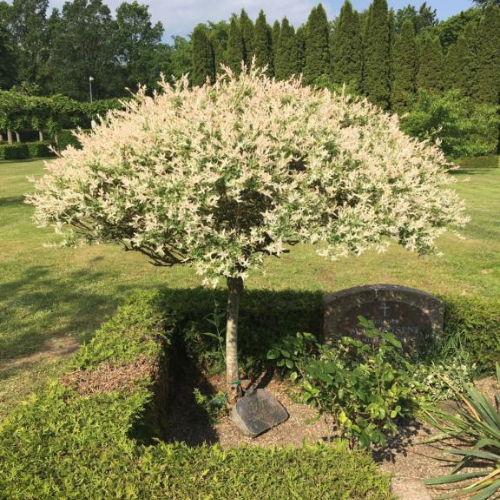 Japansk Pil Salix Integra Hakuro Nishiki 150 Stamme 15 Potte