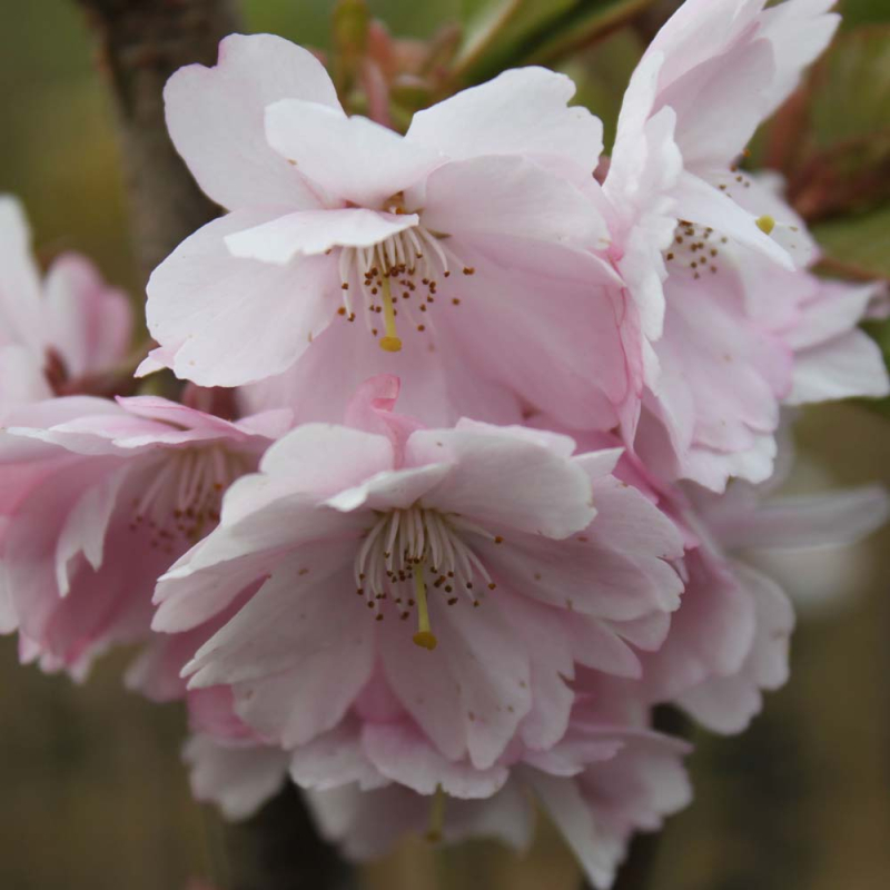 Japansk Prydkirsebær Prunus Subhirtella Accolade 200 Stamme -10