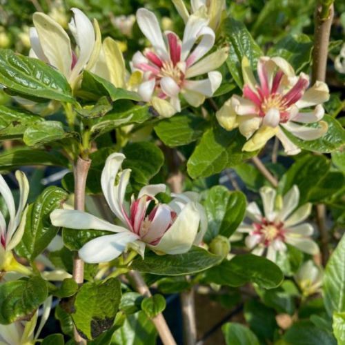 Kanelbusk Calycanthus Venus 60-80