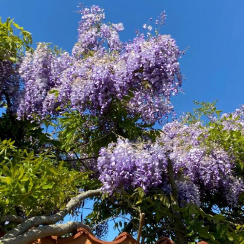 Kinesisk Blåregn Wisteria Sinensis Prolific 175-200