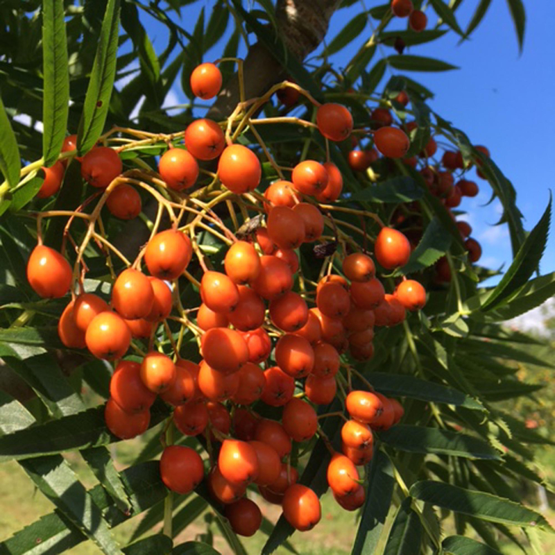 Koreansk Røn Sorbus Dodong Busk 60-80