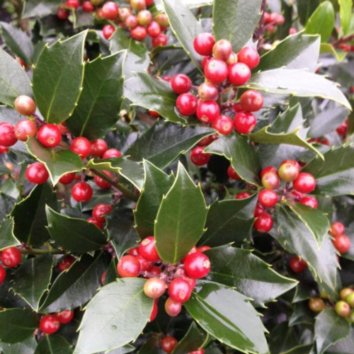 Kristtorn Ilex Meserveae Blue Maid 40