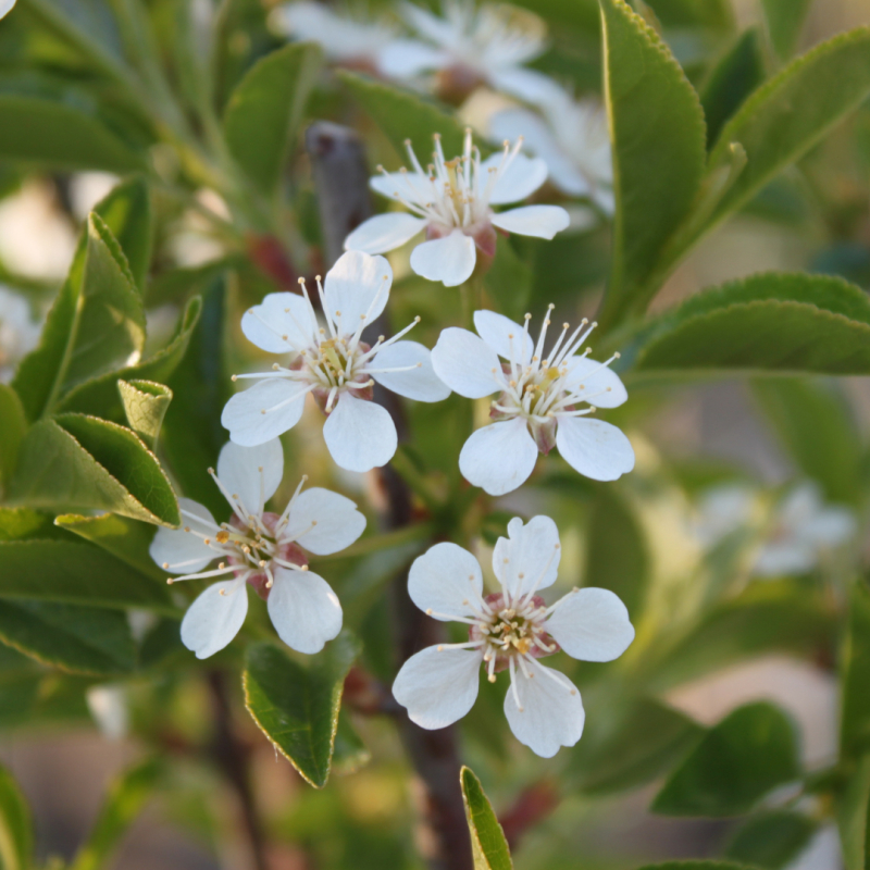 Kuglekirsebær Prunus Eminens Umbraculifera 150 Stamme