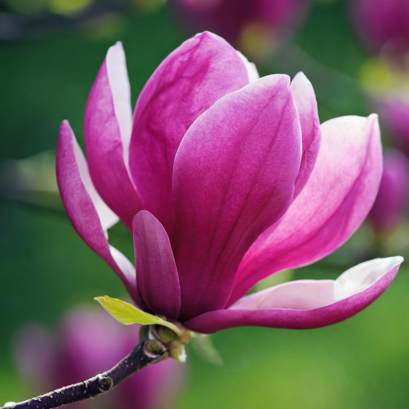 Magnolia Susan 60 Stamme -årig