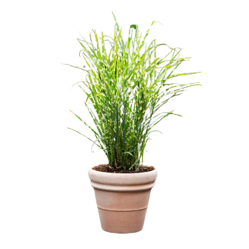 Miscanthus Sinensis Zebrinus Hvidbroget Elefantgræs 3l