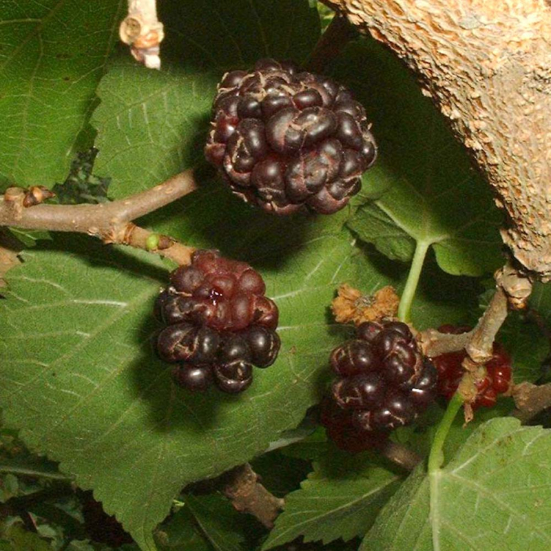Sort Morbær- Morus Nigra 100-125