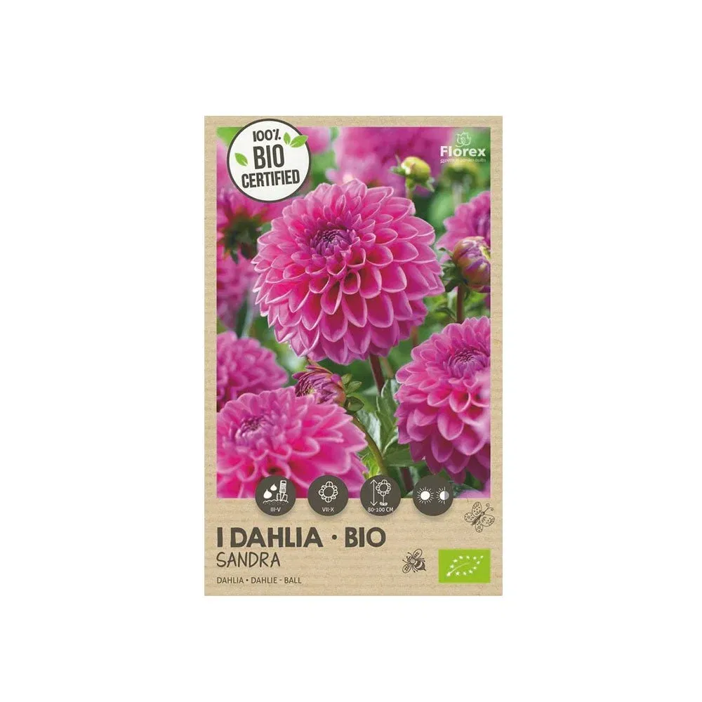 økologisk Dahlia  Quot Sandra Quot     Løg