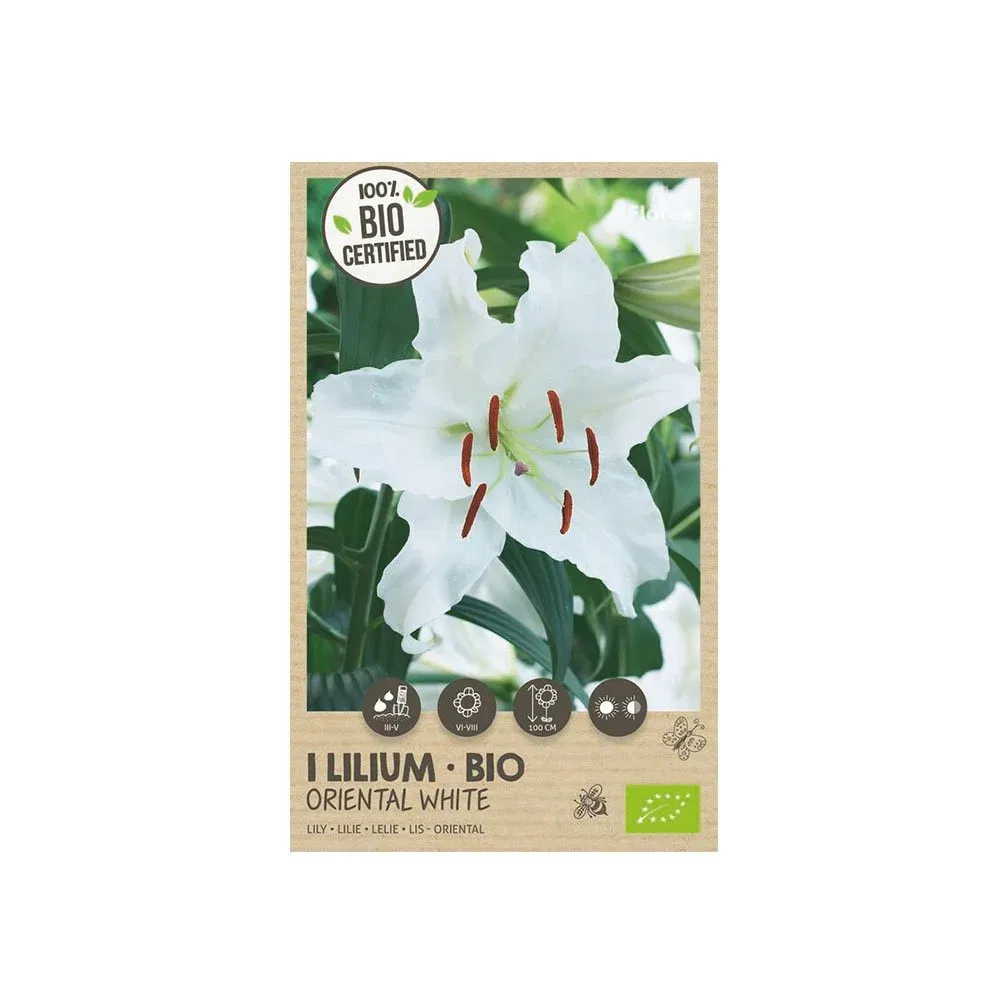økologisk Lilje  Quot Oriental White Quot    Løg
