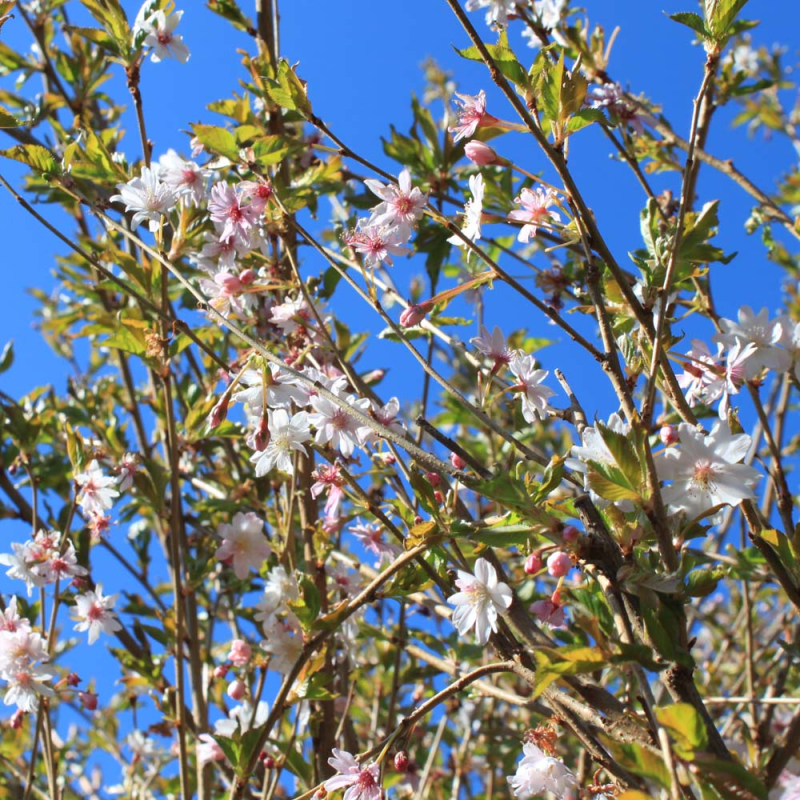 Oktoberkirsebær Prunus Subhirtella Autumnalis 180 Stamme -10