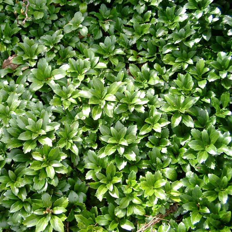 Pachysandra Terminalis  Green Carpet