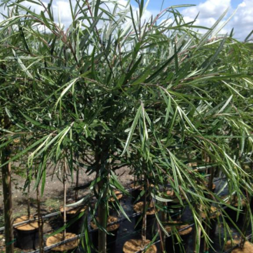 Palmepil Salix  Palmowa  150   Stamme 15    Potte
