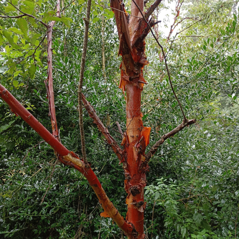 Papirbarkløn Acer Griseum 125-150