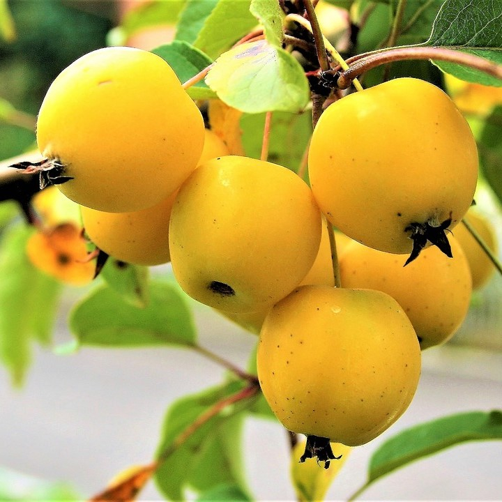 Paradisæble Malus Golden Hornet 150-175