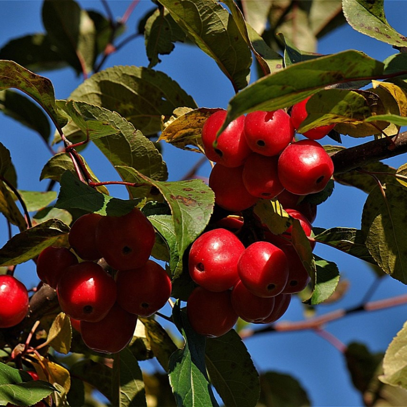 Paradisæble Malus  Red Sentinel  175-200