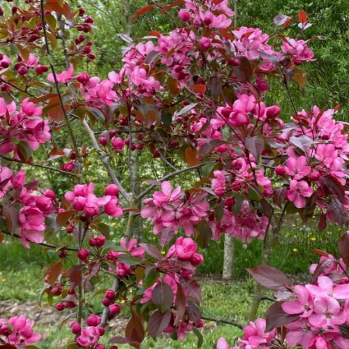 Paradisæble Malus  Rudolph  175-200