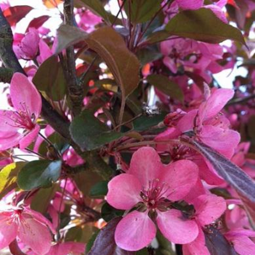 Paradisæble Malus  Scarlet  175-200