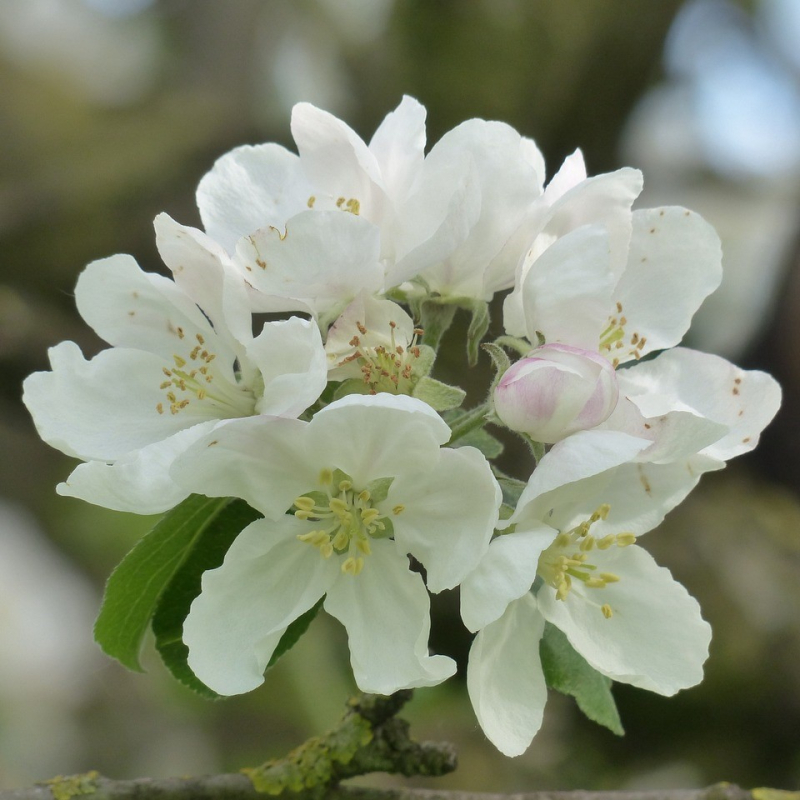 Paradisæble Malus Toringo  Brouwers Beauty  175-200