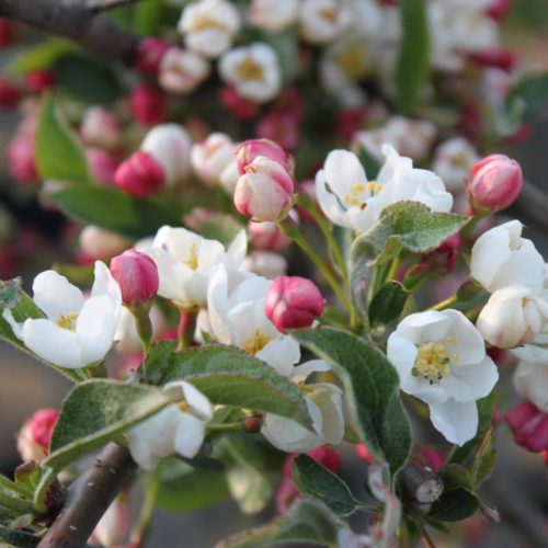 Paradisæble Malus Toringo  Tina  180   Stamme