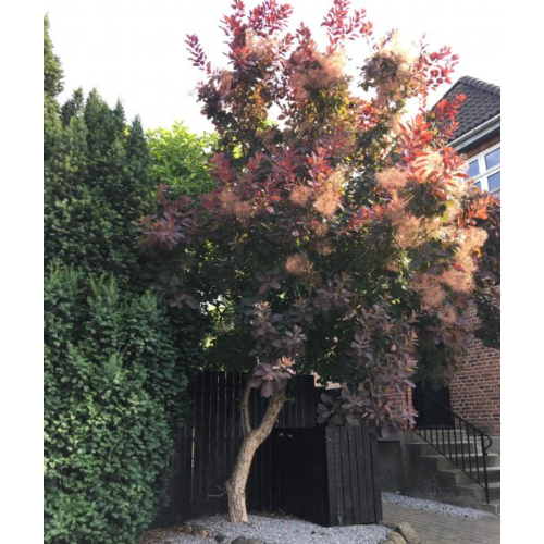 Parykbusk Cotinus Coggygria  Royal Purple  90   Stamme