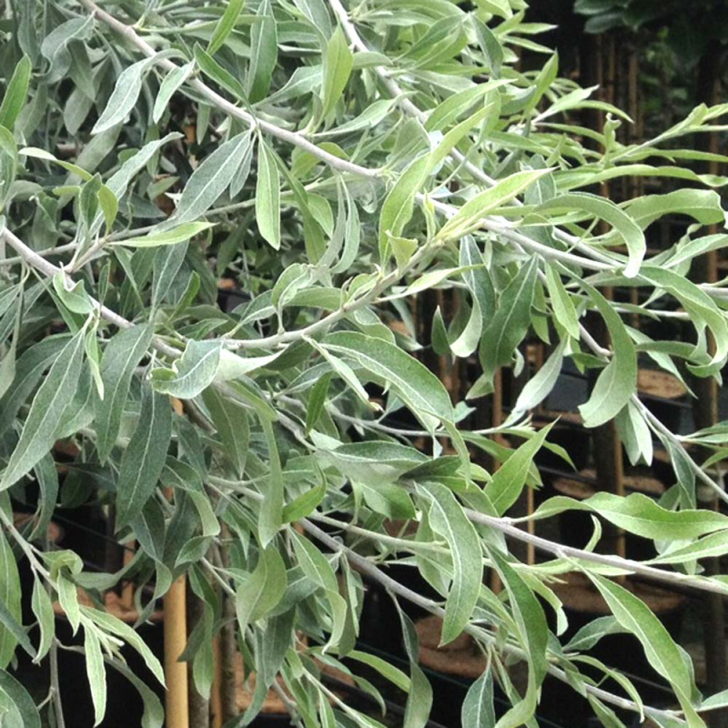 Pilebladet Prydpære Pyrus Salicifolia  Pendula  200   Stamme  -