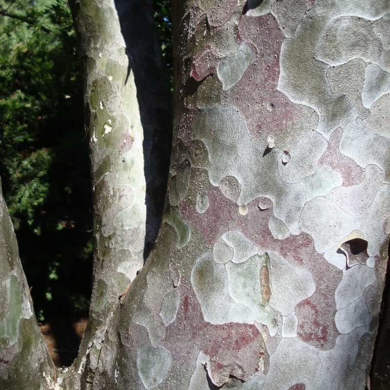 Platan Platanus Acerifolia  Håkon  200-250